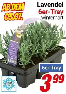 CENTERSHOP Lavendel 6er-Tray Angebot