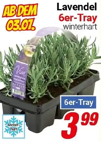 CENTERSHOP Lavendel 6er-Tray Angebot