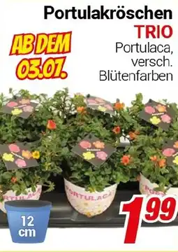 CENTERSHOP Portulakröschen TRIO Angebot