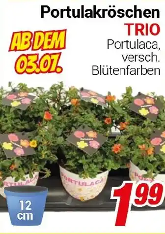 CENTERSHOP Portulakröschen TRIO Angebot