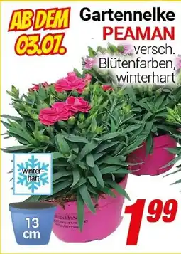 CENTERSHOP Gartennelke PEAMAN Angebot