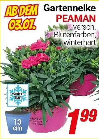 CENTERSHOP Gartennelke PEAMAN Angebot