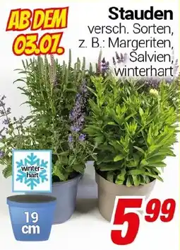 CENTERSHOP Stauden Angebot