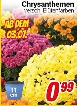 CENTERSHOP Chrysanthemen Angebot