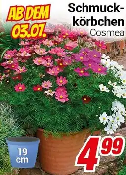 CENTERSHOP Schmuck- körbchen Cosmea Angebot