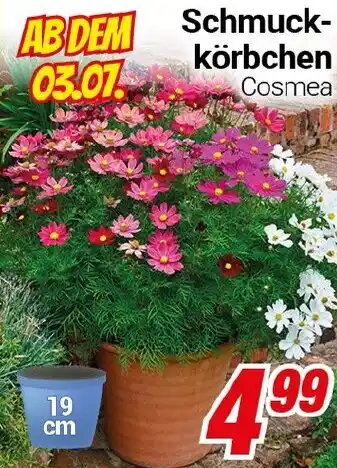 CENTERSHOP Schmuck- körbchen Cosmea Angebot