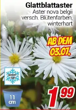 CENTERSHOP Glattblattaster Angebot