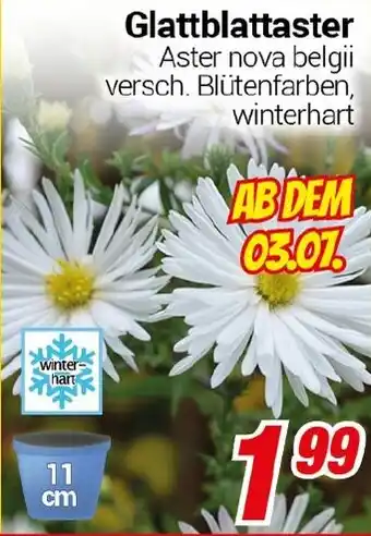 CENTERSHOP Glattblattaster Angebot