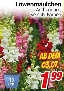 CENTERSHOP Löwenmäulchen Angebot