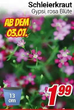 CENTERSHOP Schleierkraut Angebot
