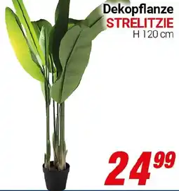 CENTERSHOP Dekopflanze STRELITZIE Angebot