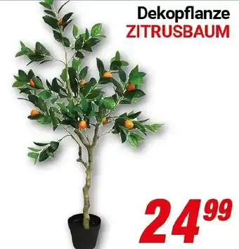 CENTERSHOP Dekopflanze ZITRUSBAUM Angebot