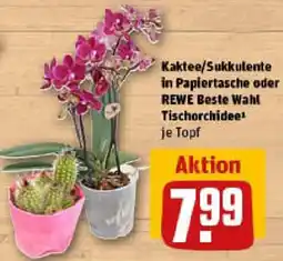 REWE Kaktee/Sukkulente in Papiertasche oder REWE Beste Wahl Tischorchidee Angebot