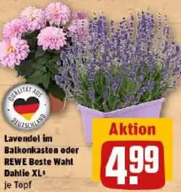 REWE Lavendel im Balkonkasten oder REWE Beste Wahl Dahlie XL Angebot