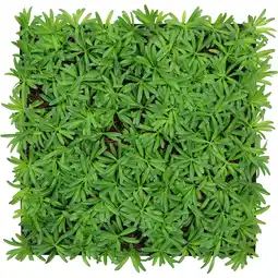 toom Baumarkt Jangal Wandpaneel 'Flora' Steineibe 52 x 52 cm Angebot