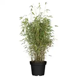 toom Baumarkt toom Gartenbambus 29 cm Topf Angebot