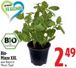 Edeka Bio-Minze XXL Angebot