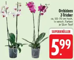 Edeka Orchideen 2-Trieber Angebot