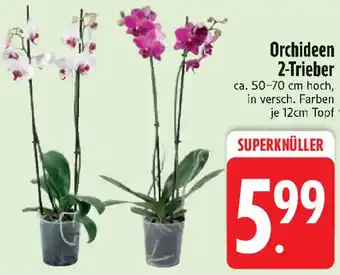 Edeka Orchideen 2-Trieber Angebot