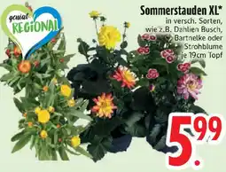 Edeka Sommerstauden XL Angebot