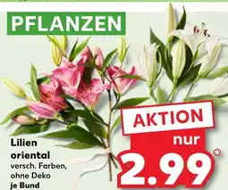 Kaufland Lilien oriental Angebot
