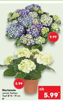 Kaufland Hortensie Angebot
