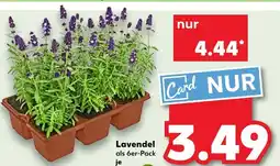 Kaufland Lavendel Angebot