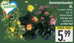 E-Center Sommerstauden XL Angebot