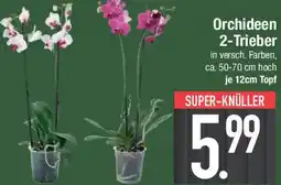 E-Center Orchideen 2-Trieber Angebot