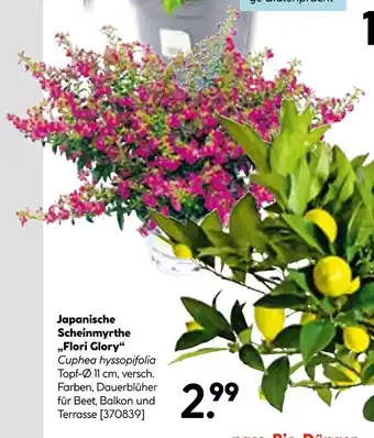 Hellweg Japanische scheinmyrthe 'flori glory' Angebot