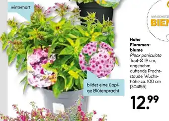Hellweg Hohe flammenblume Angebot