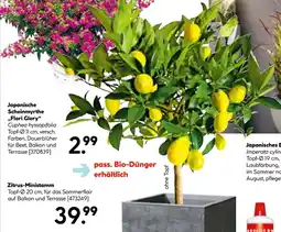 Hellweg Zitrus-ministamm Angebot