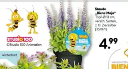 Hellweg Staude „biene maja“ Angebot