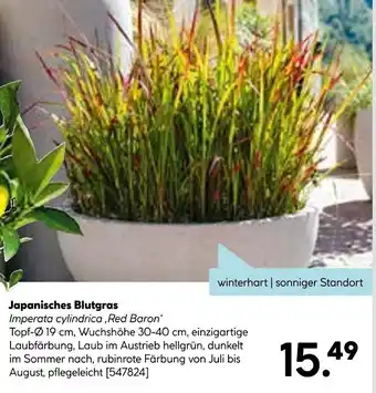 Hellweg Japanisches blutgras Angebot