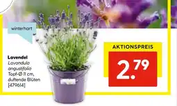 Hellweg Lavendel Angebot