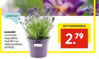 Hellweg Lavendel Angebot