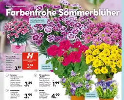Hellweg Blumen Angebot