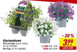 toom Baumarkt Glockenblume Angebot