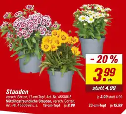 toom Baumarkt Stauden Angebot