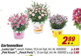 toom Baumarkt Gartennelken Angebot
