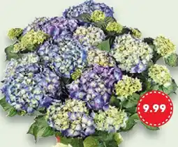 Kaufland Hortensie Angebot