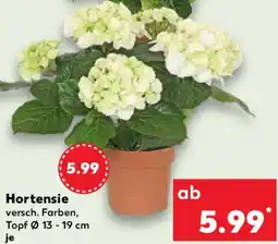 Kaufland Hortensie Angebot