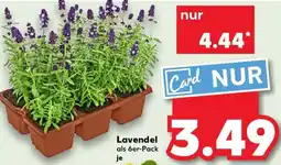 Kaufland Lavendel Angebot