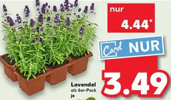 Kaufland Lavendel Angebot