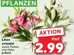 Kaufland Lilien oriental Angebot