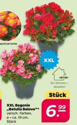 NETTO XXL Begonie 'Betulia Belove' Angebot