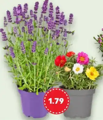 Kaufland Blühpflanzen Angebot