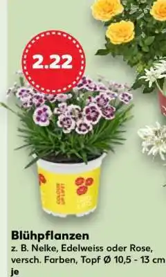 Kaufland Blühpflanzen Angebot