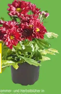 OBI Chrysantheme Angebot