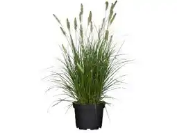 OBI Grow By Obi Lampenputzergras Mix Angebot